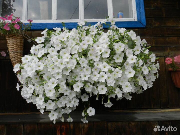 Рассада ампельной петунии Опера,Вейв и Изи вейв