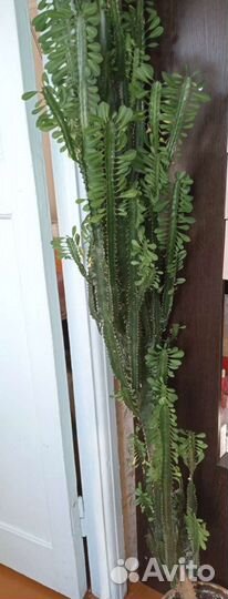 Эуфорбия Тригона Грин или молочай трёхгранный