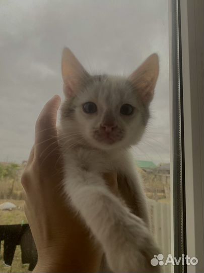 Котенок мальчик бесплатно