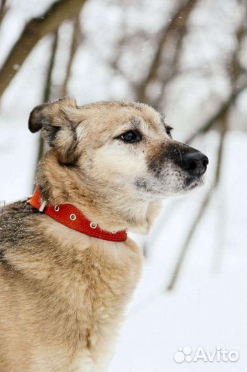 Собака с грустными глазами