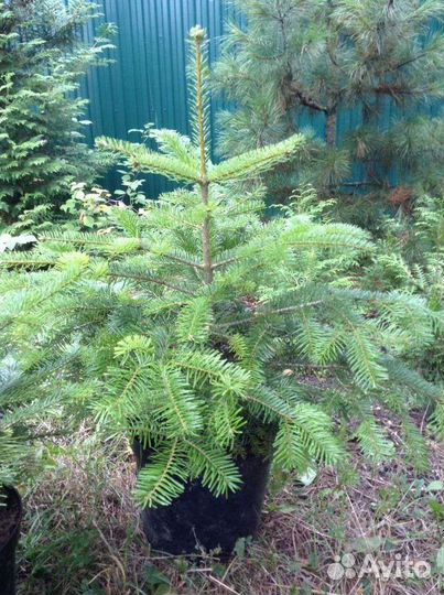 Саженцы: сосна, ель, пихта, кедр