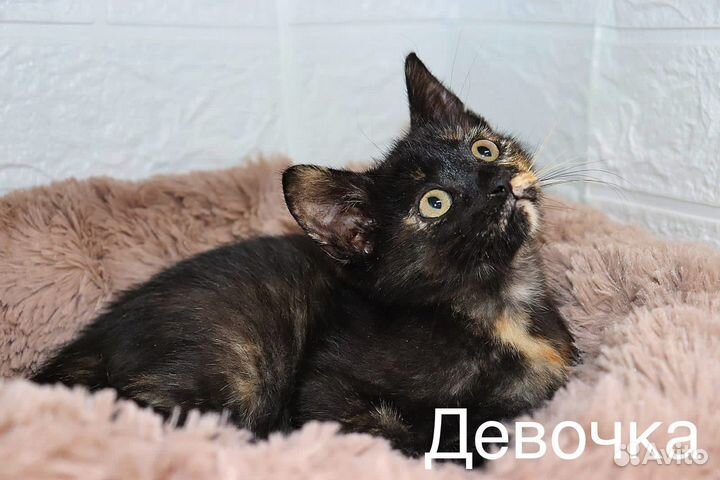 Котенок бесплатно девочка