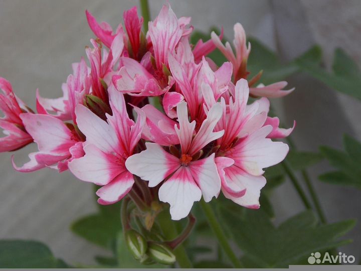 Пеларгония герань