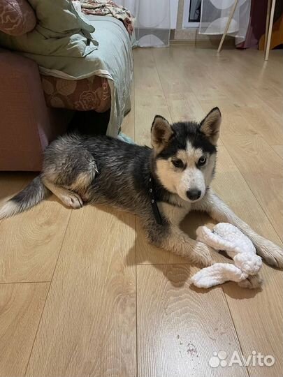 Сибирский хаски