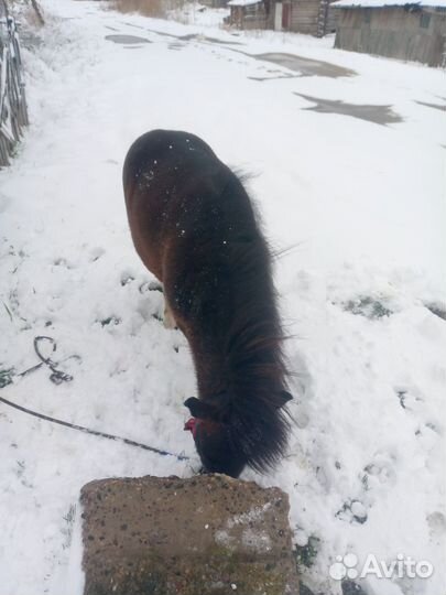 Пони жеребец