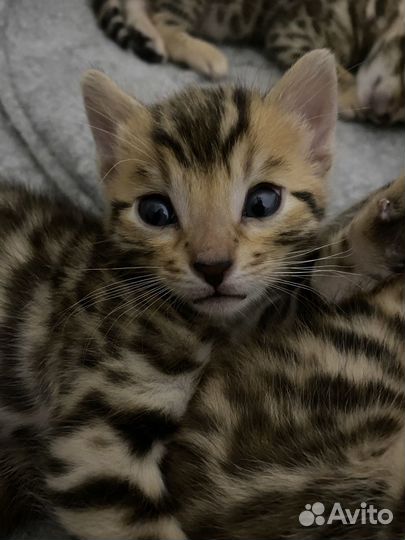 Бенгальские котята