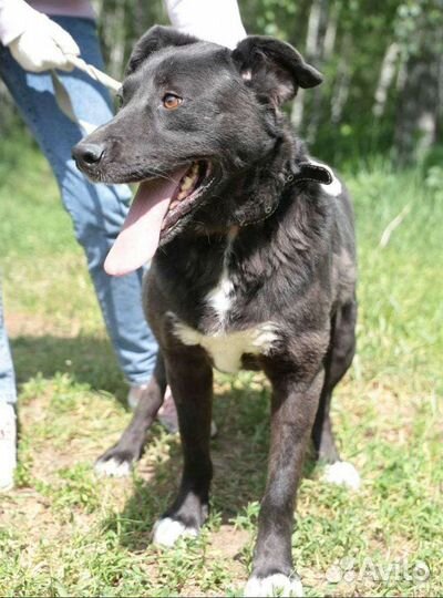 Собака каждое мгновение в приюте живет надеждой