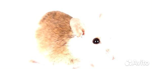 Мастомис натальсккая мышь