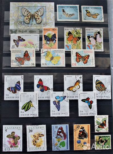 Фауна Бабочки