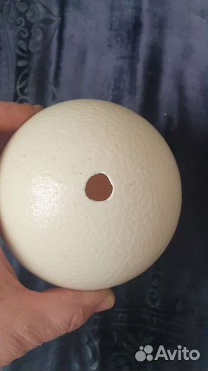 Яйцо страуса