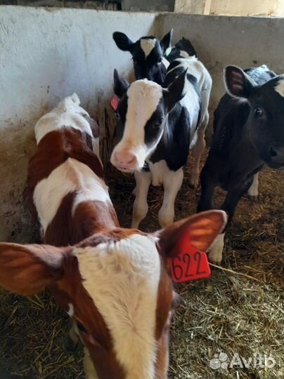 Телята бычки тёлки. Доставка бесплатно