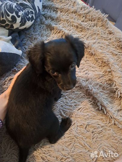 Отдам в добрые руки