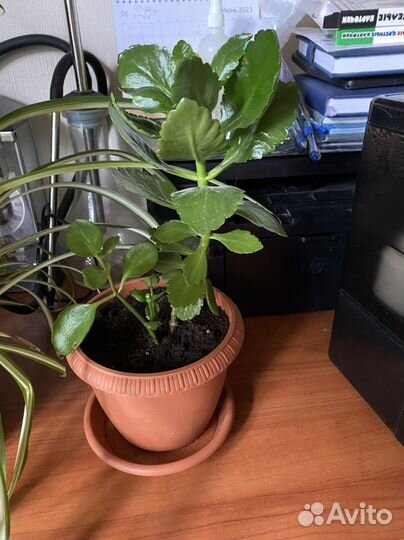 Каланхоэ цветущий