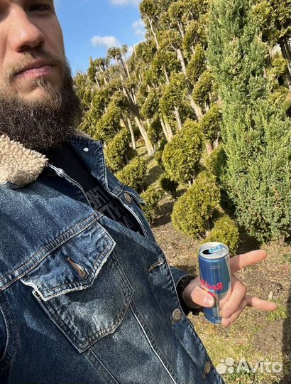 Можжевельник Блю Эрроу с доставкой с полей