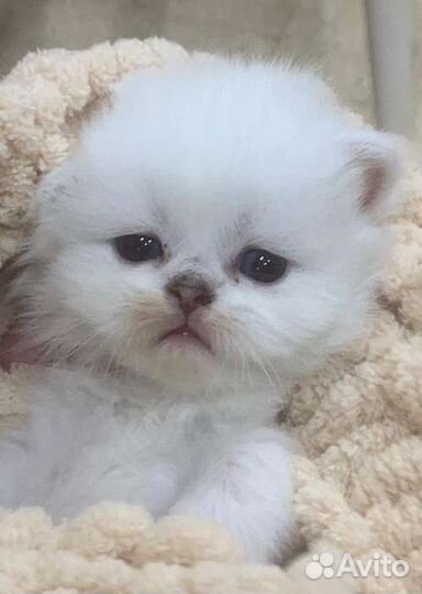 Шотландский котенок
