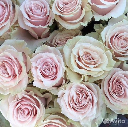 Роза Pink mondial 80 см