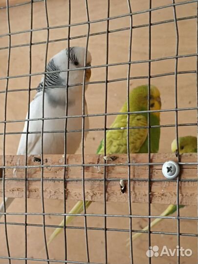 Волнистые попугаи с клеткой