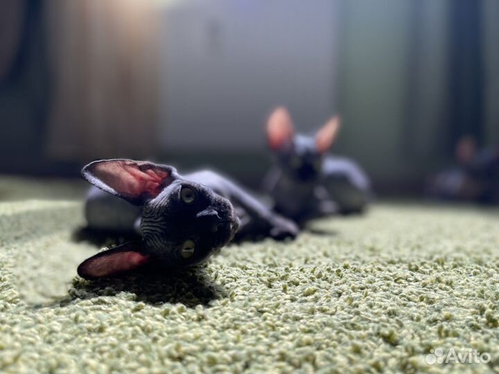 Канадский сфинкс