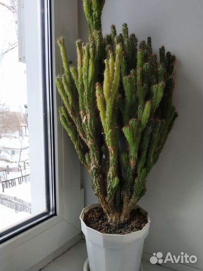 Кактус цереус