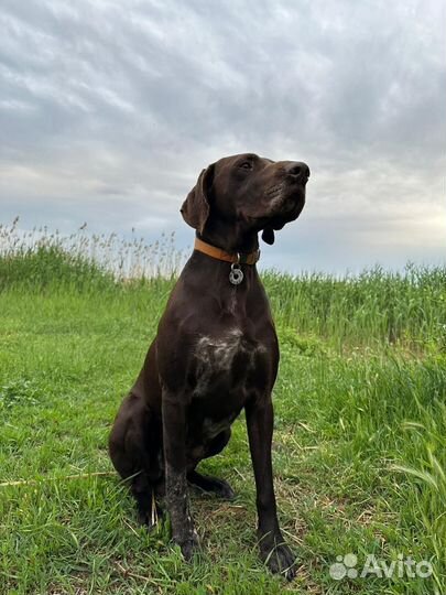 Курцхаар вязка