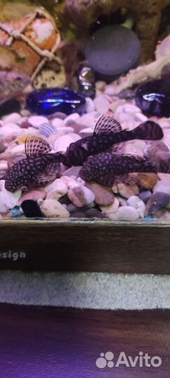 Сомики анциструсы