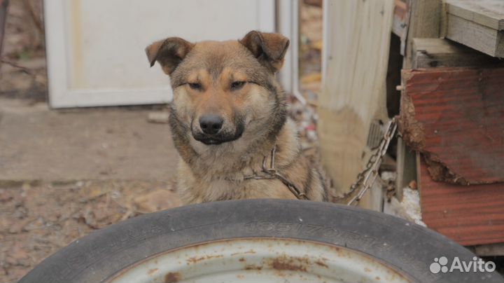 Отдам бесплатно