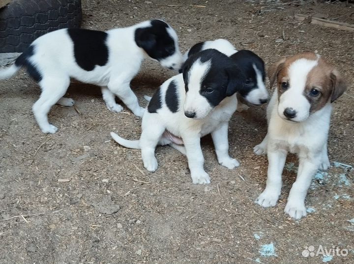 Продам щенков русской пегой гончей