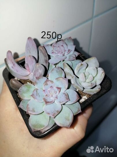 Суккуленты #1