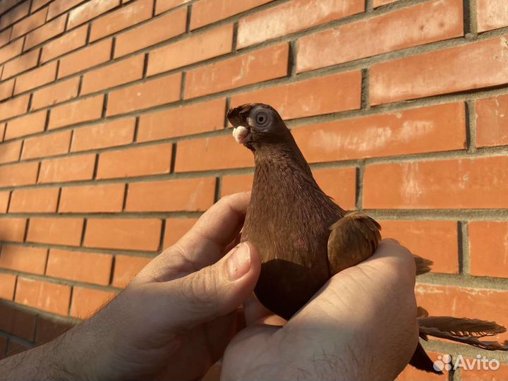 Голуби разных пород
