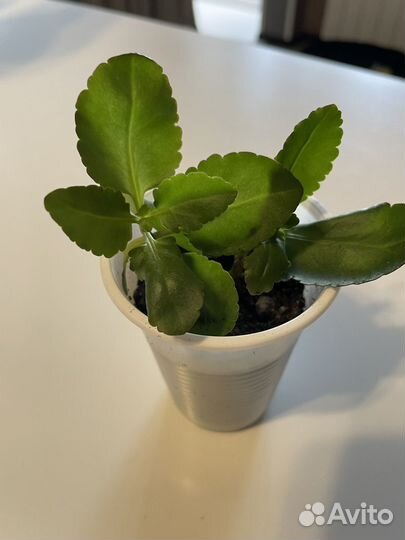 Каланхоэ цветущий