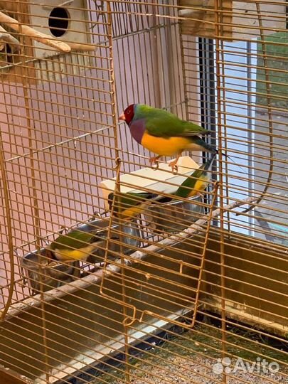 Продам амадины зебровые