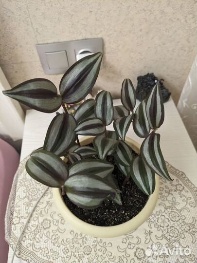 Комнатные растения цветы