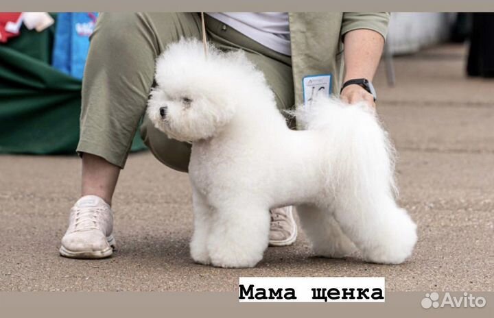 Бишон фризе девочка