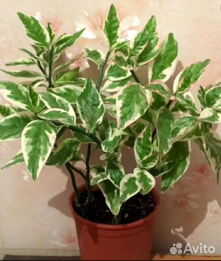 Педилантус