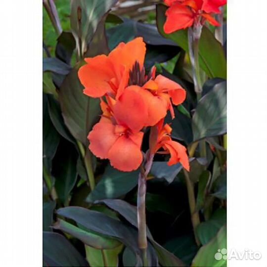 Цветы комнатные, канна