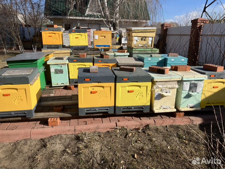 Продажа пчелосемей