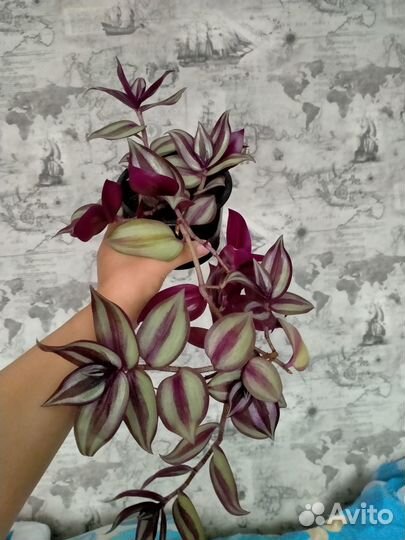 Традесканция