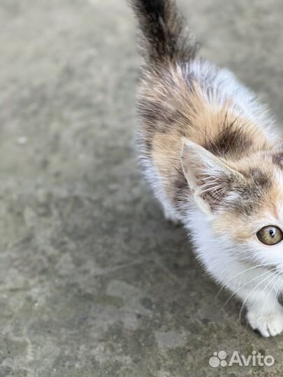 Котята в добрые руки бесплатно