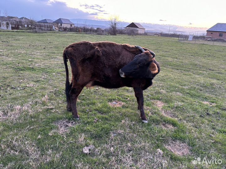Продается корова