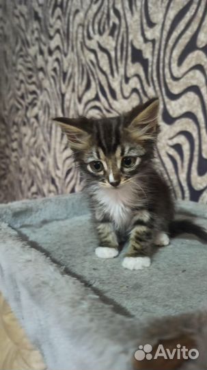 Бесплатно котенок