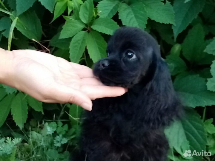 Очаровательная девочка американского кокер спаниел