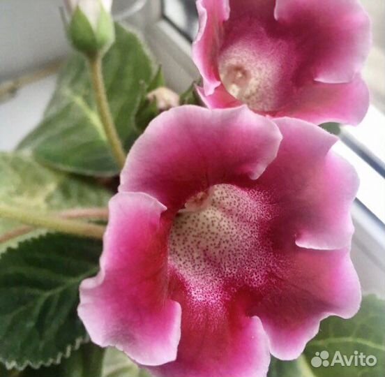 Комнатные цветы