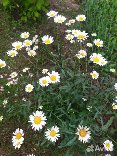 Садовые растения