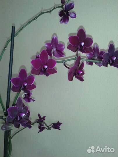 Орхидея (восковик)