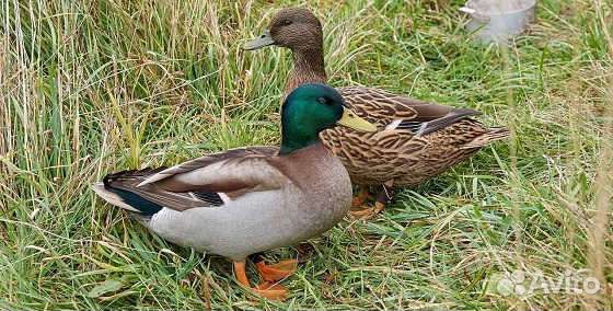 Утки подсадные кряква