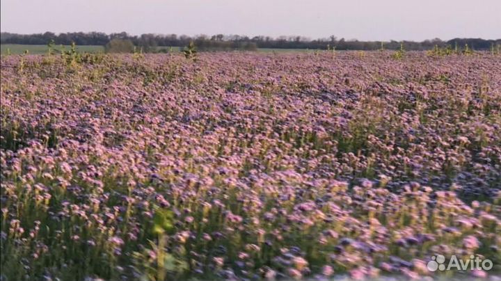 Мёд с фацелии,бесплатная доставка