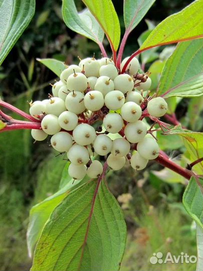 Дерен пестролистный