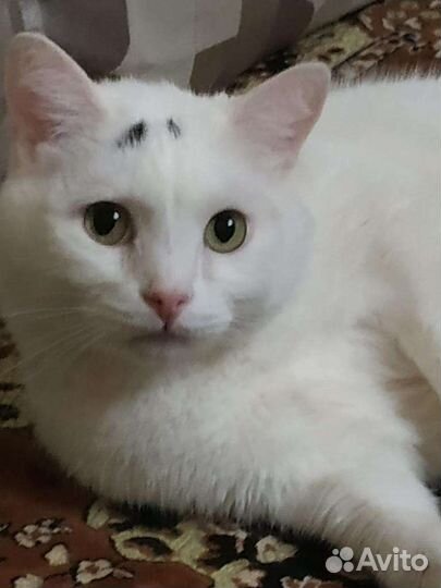 Передержка кошек