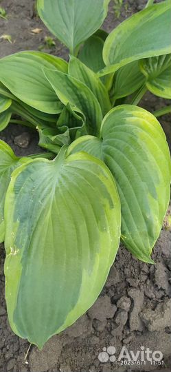 Хоста растение