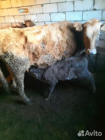 Коровы и телята